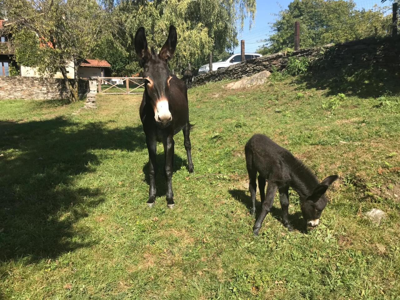 Il Ciliegio Selvatico Διαμέρισμα Βερμπάνια Εξωτερικό φωτογραφία